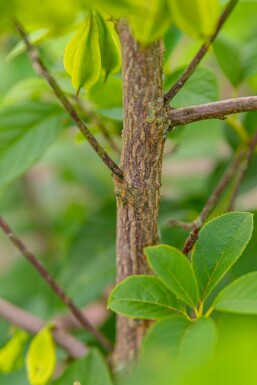 Halesia carolina mehrstämmig 200-250