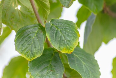 Hamamelis virginiana