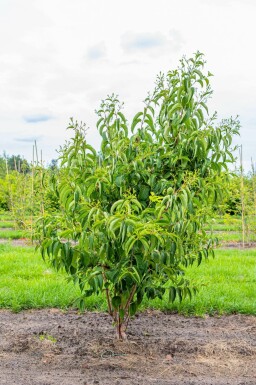 Heptacodium miconioides