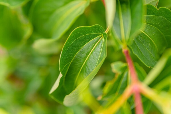 Heptacodium miconioides