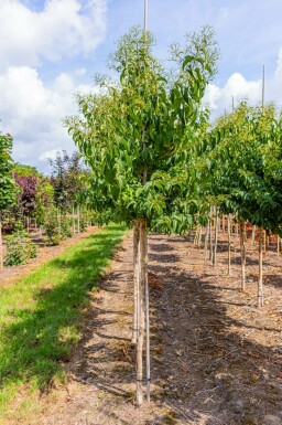 Heptacodium miconioides hochstamm