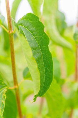 Heptacodium miconioides hochstamm 4/6