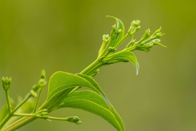 Heptacodium miconioides hochstamm 4/6