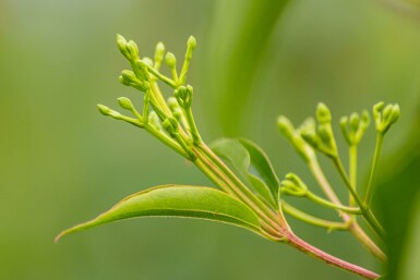 Heptacodium miconioides hochstamm 4/6