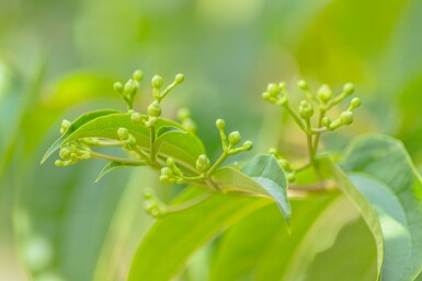 Heptacodium miconioides hochstamm 4/6