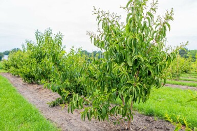 Heptacodium miconioides mehrstämmig 200-250