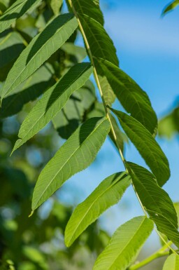 Juglans nigra hochstamm 4/6