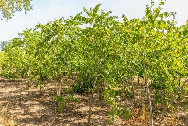 Juglans nigra mehrstämmig