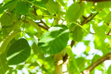 Juglans regia hochstamm