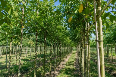 Juglans regia hochstamm 4/6