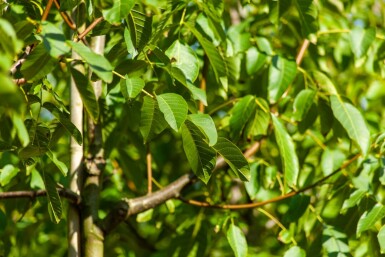 Juglans regia hochstamm 4/6