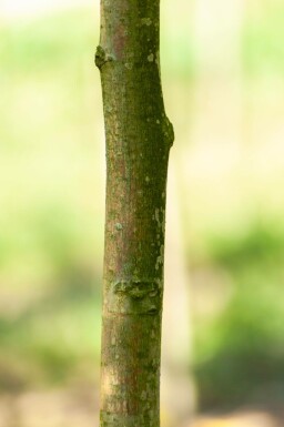 Juglans regia hochstamm 4/6