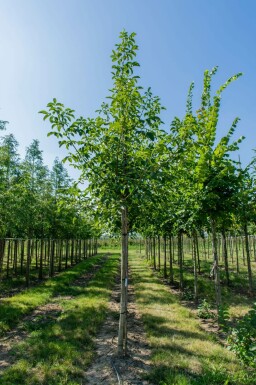 Juglans regia hochstamm 4/6