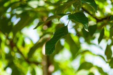 Juglans regia hochstamm 4/6