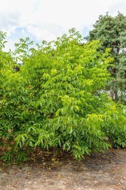 Juglans regia mehrstämmig