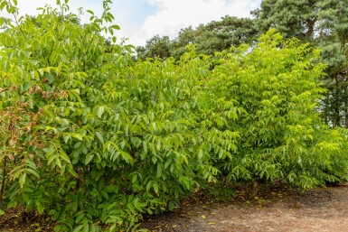 Juglans regia mehrstämmig