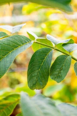 Juglans regia mehrstämmig 250-300