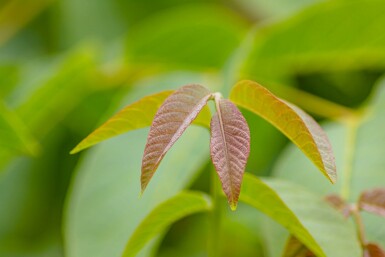 Juglans regia mehrstämmig 250-300