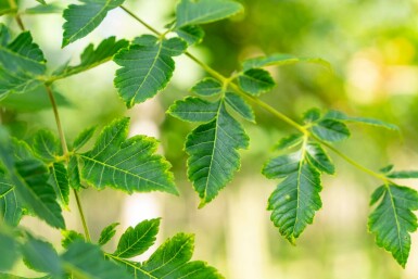 Koelreuteria paniculata