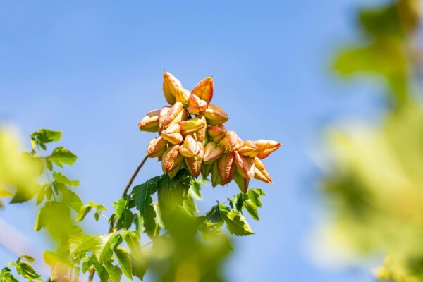 Koelreuteria paniculata