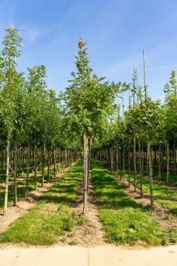 Koelreuteria paniculata hochstamm 10/12