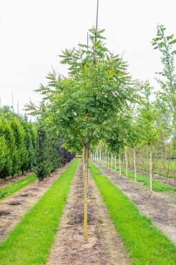 Koelreuteria paniculata hochstamm