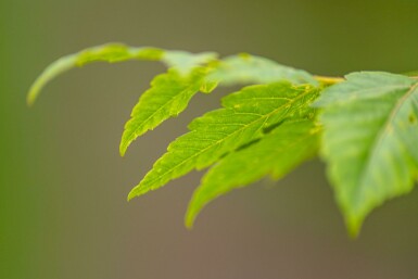 Koelreuteria paniculata hochstamm 10/12