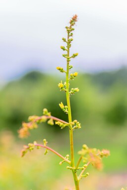 Koelreuteria paniculata hochstamm 10/12