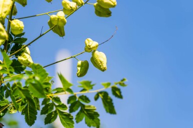 Koelreuteria paniculata hochstamm 10/12