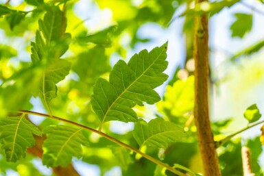 Koelreuteria paniculata hochstamm 10/12