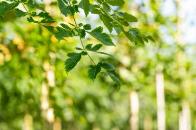 Koelreuteria paniculata hochstamm 10/12