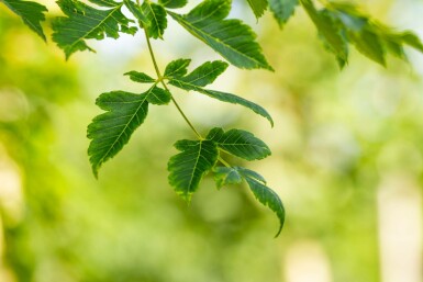 Koelreuteria paniculata hochstamm 10/12