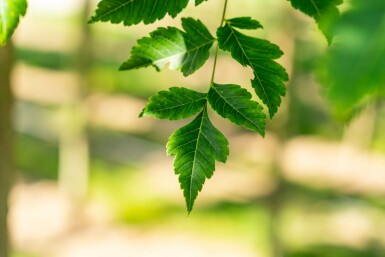 Koelreuteria paniculata hochstamm 10/12