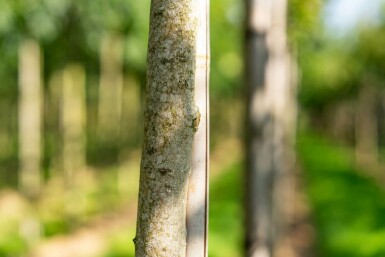 Koelreuteria paniculata hochstamm 10/12