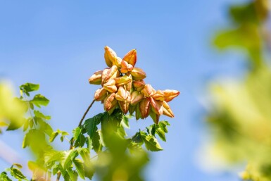 Koelreuteria paniculata hochstamm 10/12