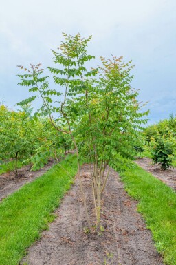 Koelreuteria paniculata mehrstämmig