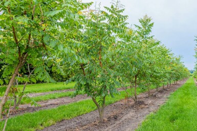 Koelreuteria paniculata mehrstämmig