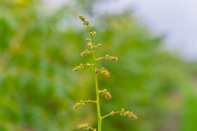 Koelreuteria paniculata mehrstämmig 200-250