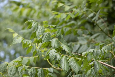 Koelreuteria paniculata mehrstämmig 200-250