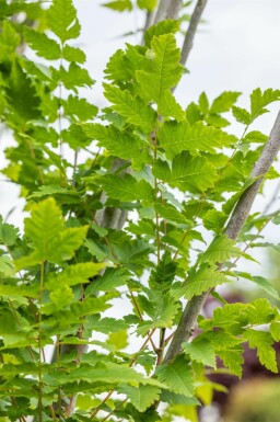 Koelreuteria paniculata 'Fastigiata'