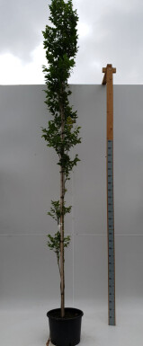 Koelreuteria paniculata 'Fastigiata' hochstamm