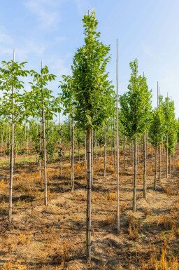 Koelreuteria paniculata 'Fastigiata' hochstamm