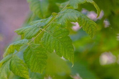 Koelreuteria paniculata 'Fastigiata' hochstamm 12/14