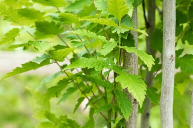 Koelreuteria paniculata 'Fastigiata' hochstamm 12/14