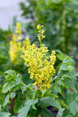 Koelreuteria paniculata 'Fastigiata' hochstamm 12/14