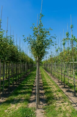 Laburnum anagyroides hochstamm