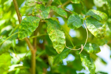 Laburnum anagyroides hochstamm