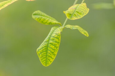 Laburnum anagyroides hochstamm 10/12