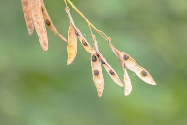 Laburnum anagyroides hochstamm 10/12