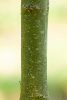 Laburnum anagyroides hochstamm 10/12